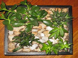 Horticulture Image